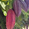 Cocoa Pod - Milk