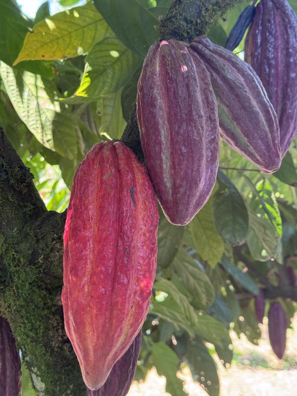 Cocoa Pod - Milk