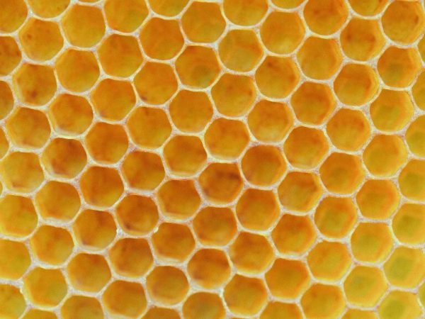 honeycomb-768x576 The Crunch Bar